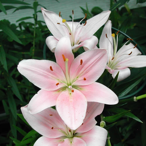 Lilium Chianti